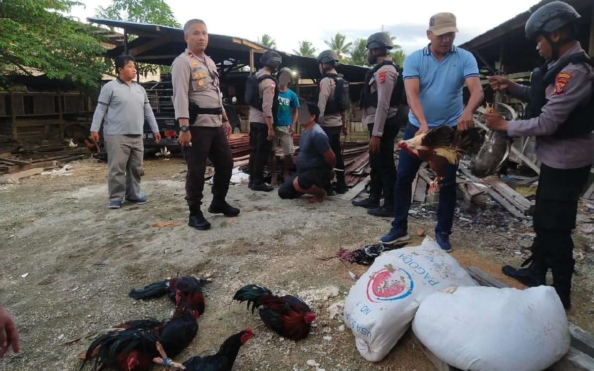 Larangan Sabung Ayam Di Indonesia