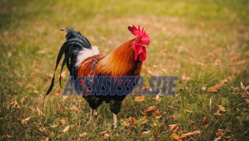 AYAM JAGO PETARUNG PRIMADONA