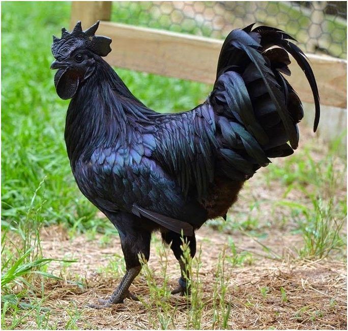 TAPAK AYAM SEBAGAI HEWAN KULTURAL