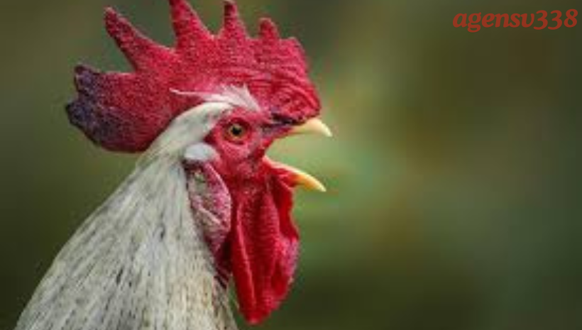 JENGGER AYAM JAGO BUKAN SEKEDAR AKSESORIS